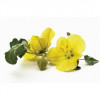 Life Impulse® Menopause